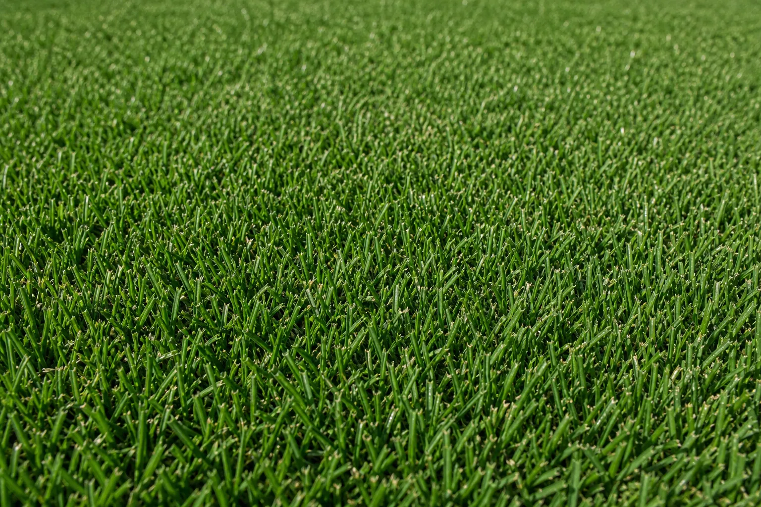 Bermudagrass