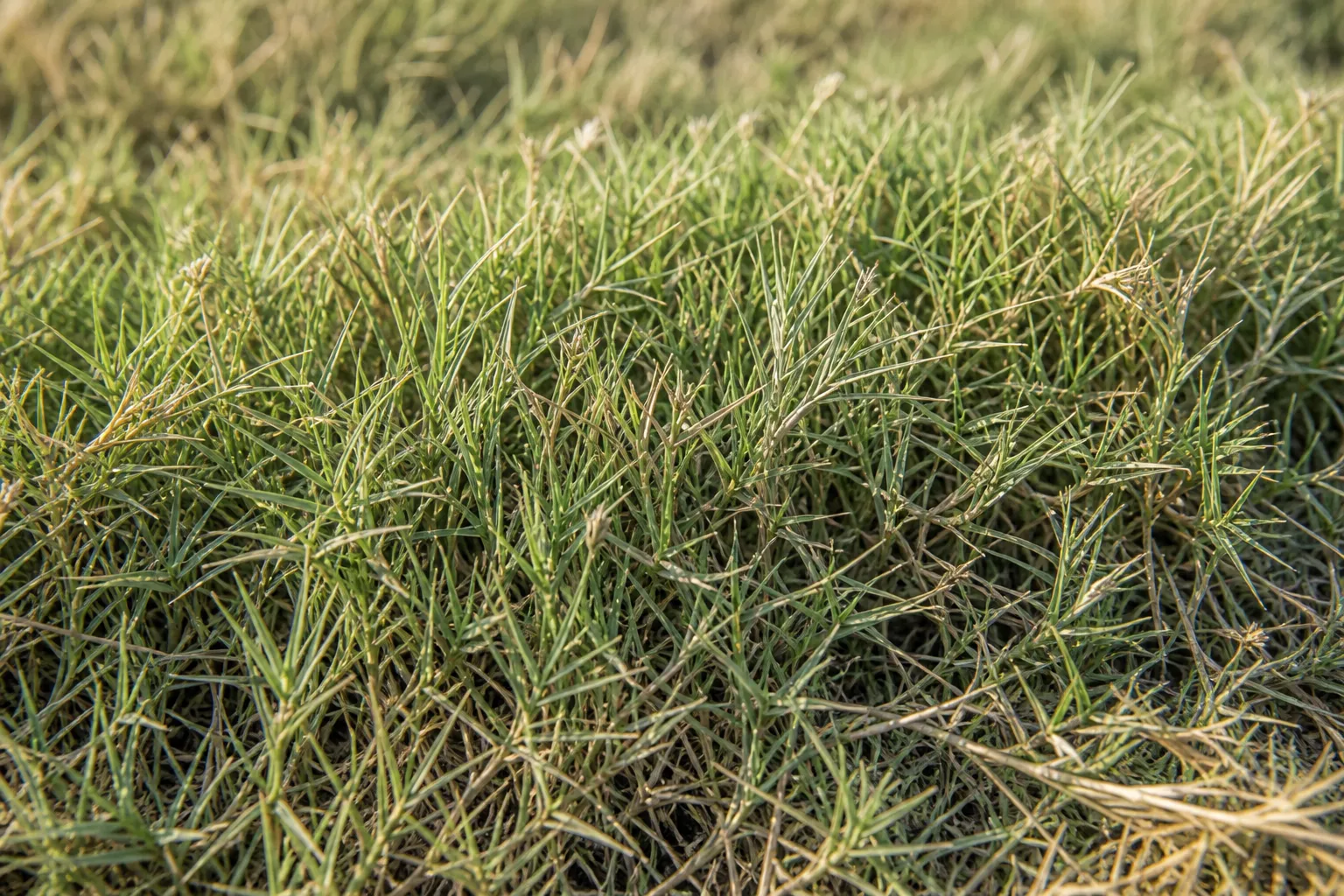 Buffalograss and native blends
