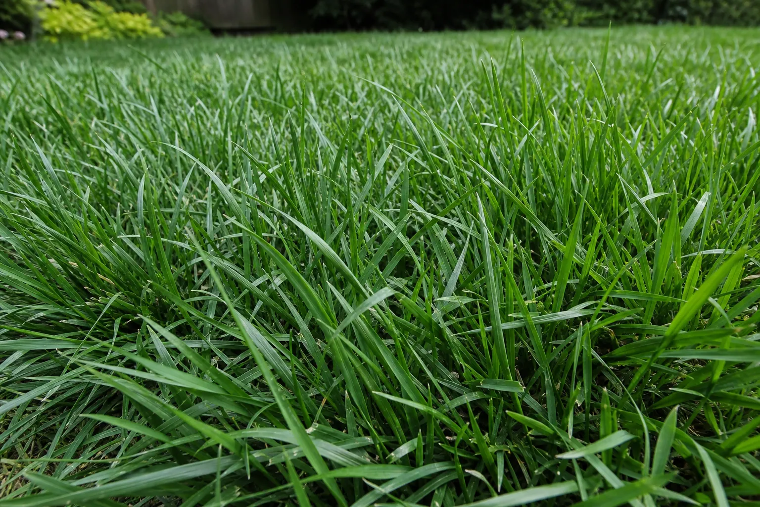 Turf-type tall fescue