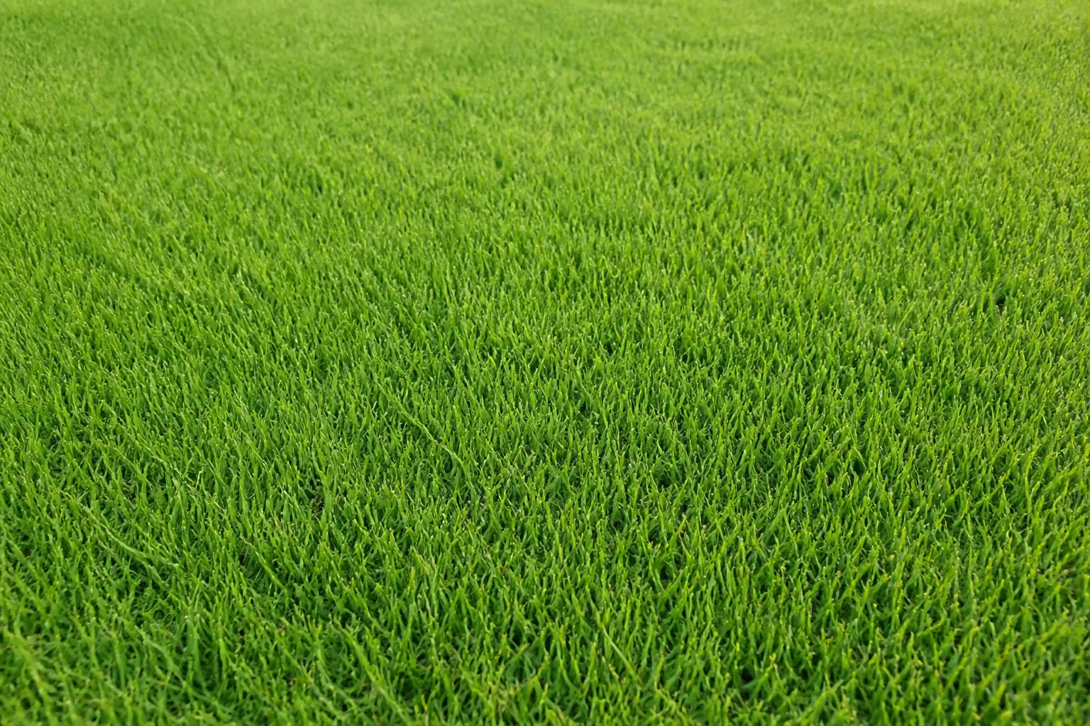 Zoysiagrass